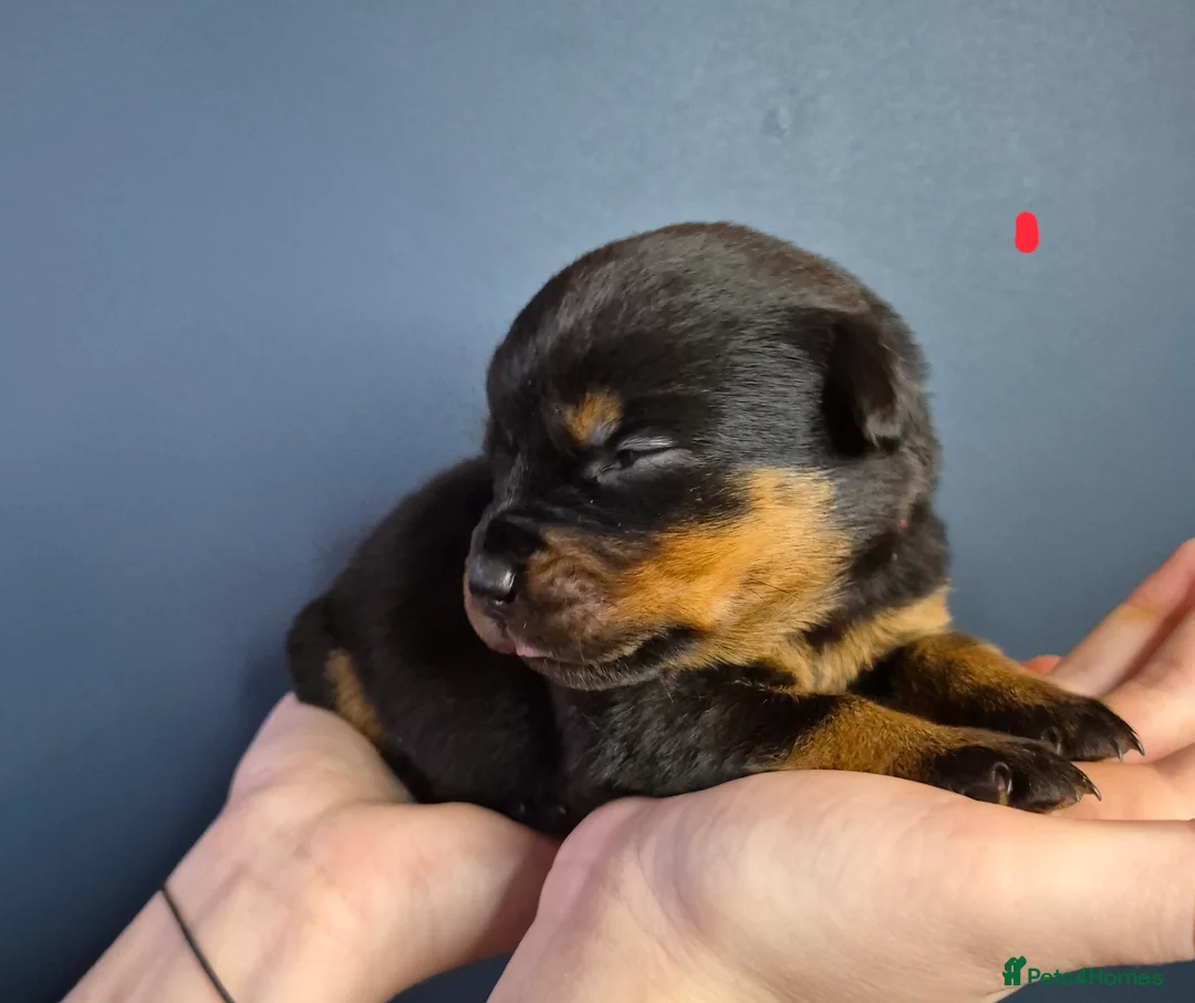 Rottweiler dogs for sale: 🩷BIG VIN GIRLS AVAILABLE🩷 - Advert 6