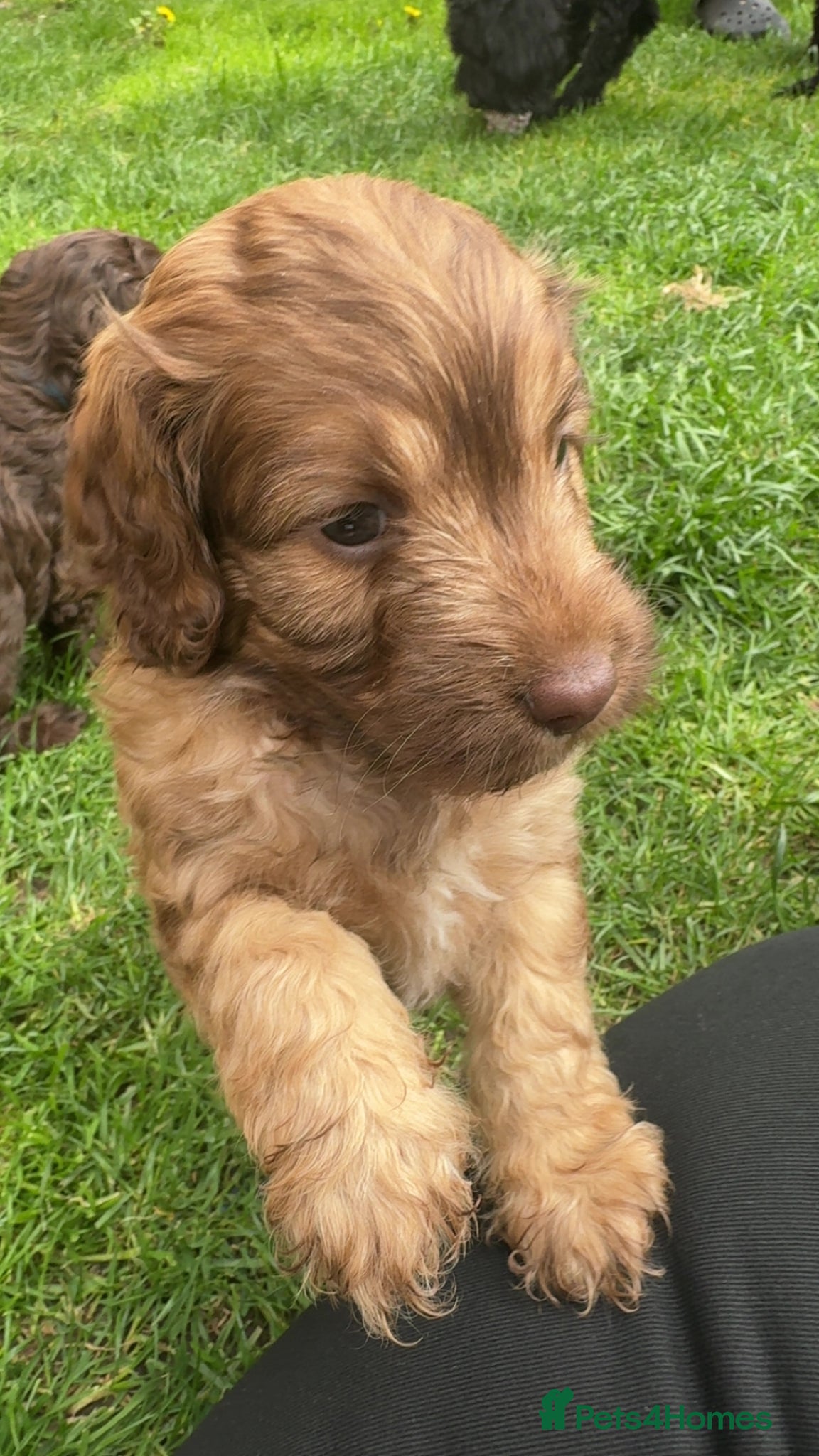 Cockapoo dogs F2 cockapoo pups 🐶 4 beautiful girls  - Advert 18