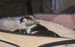 Mixed Breed cats for sale: Gorgeous kittens long and short haired - Image 18