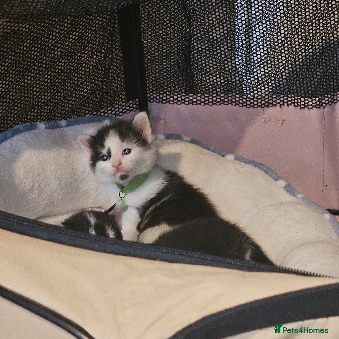 Mixed Breed cats for sale: Gorgeous kittens long and short haired - Image 18