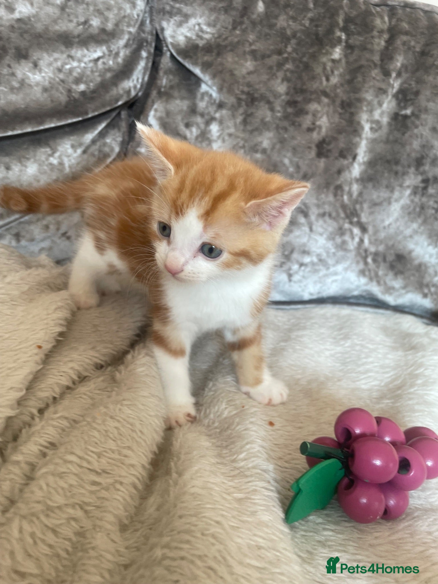 Mixed Breed cats GINGER MALE KITTEN READY TO LEAVE  - Advert 1