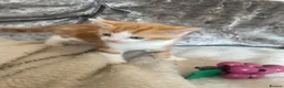 Mixed Breed cats for sale: GINGER MALE KITTEN READY TO LEAVE  - Advert 1