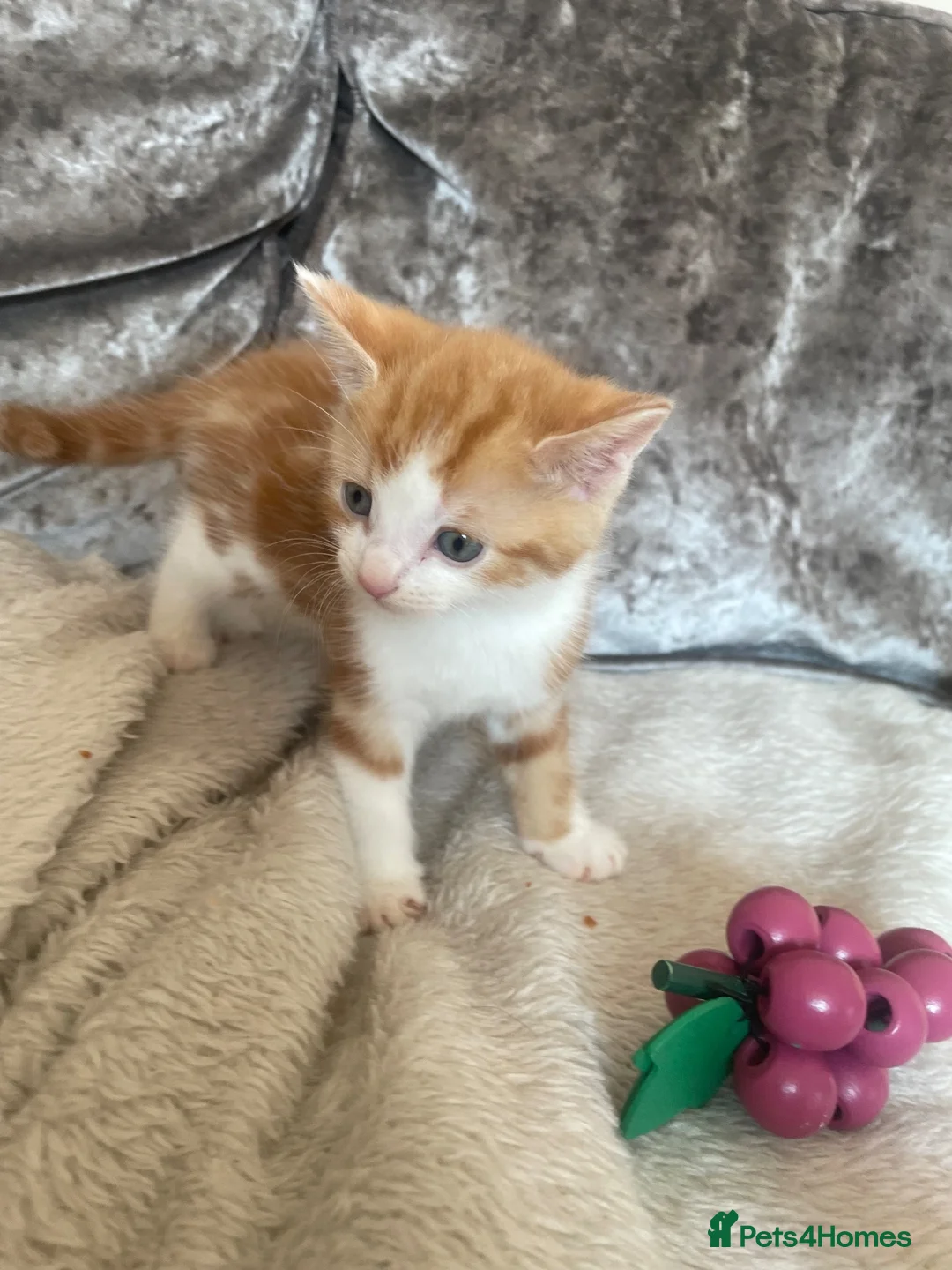 Mixed Breed cats for sale: GINGER MALE KITTEN READY TO LEAVE  - Advert 1