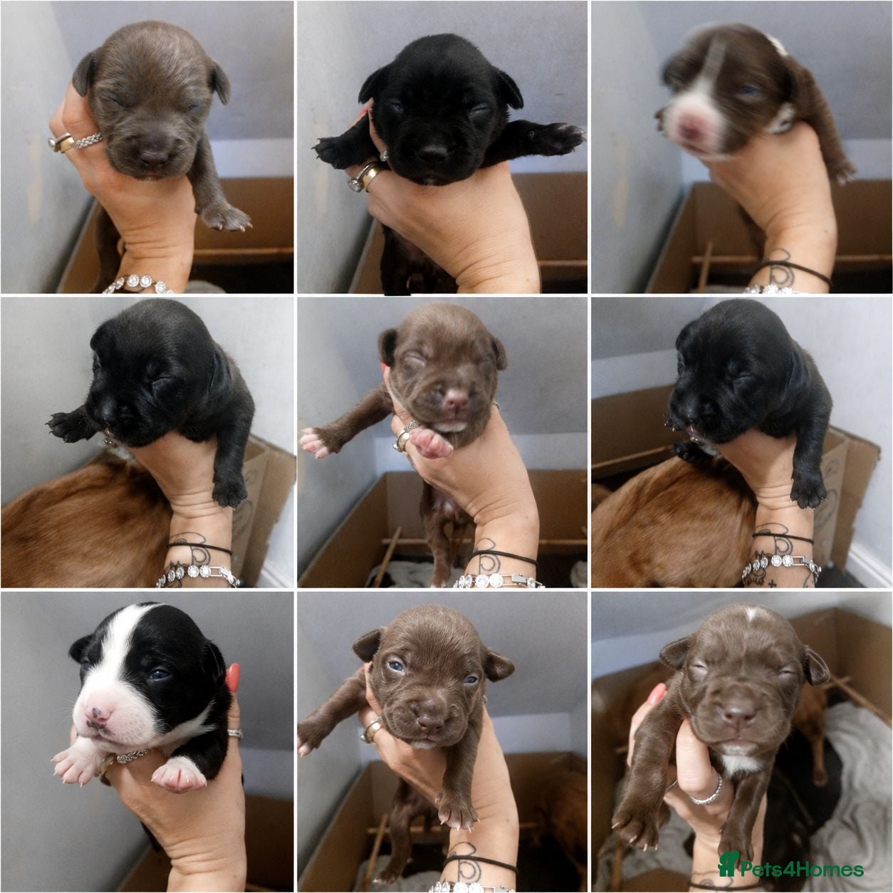 Mixed Breed dogs Pocket bully staff x springer staff - Advert 17