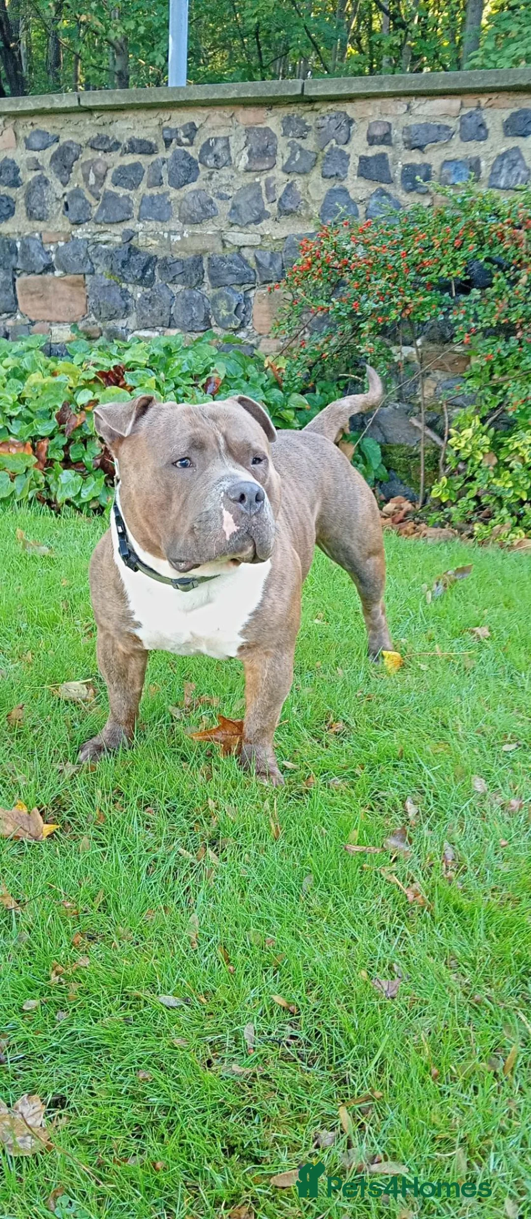 American Bully dogs for stud: Pocket bully up for stud in Saint Helens - Advert 1