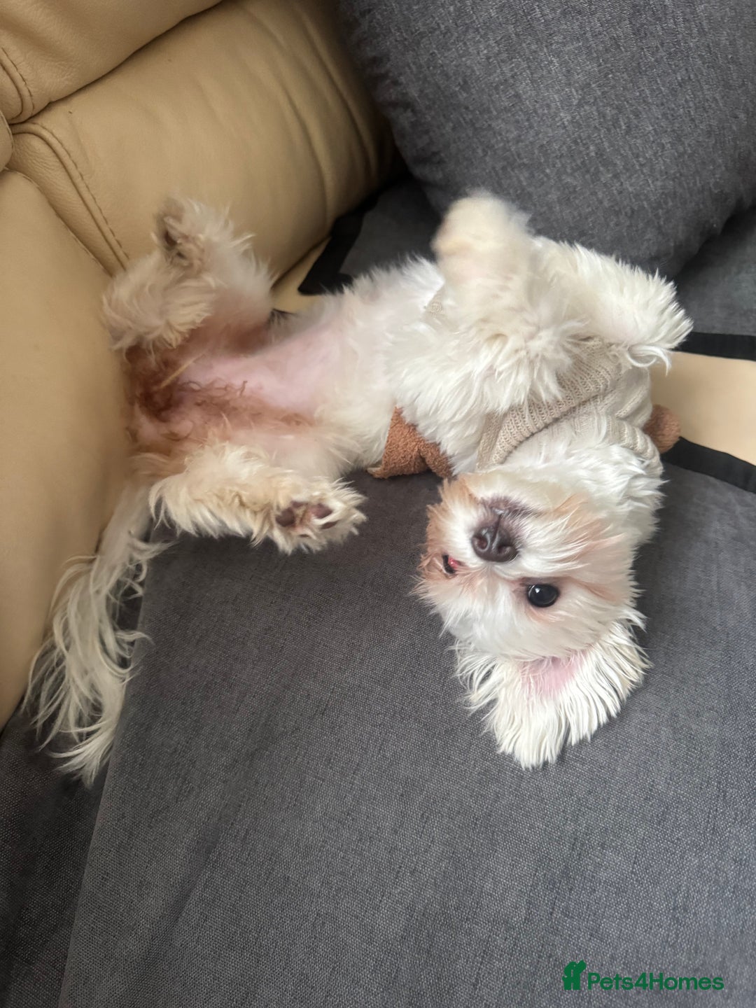 Bichon Frise dogs for sale: Sweet & Loving Bichon Frise Girl Looking for home  - Advert 4