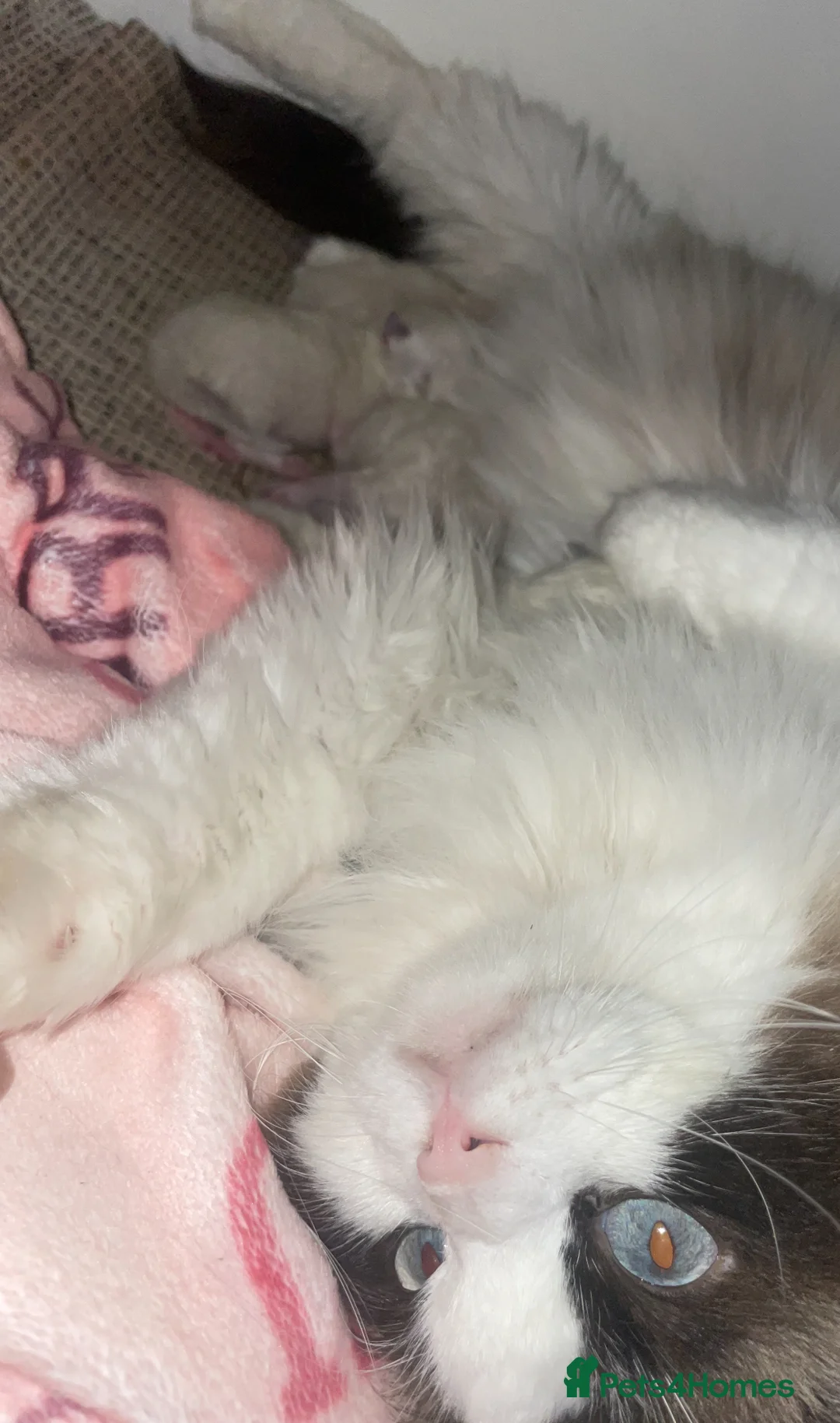 Ragdoll cats for sale: Championship Ragdoll babies  - Advert 4