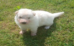 German Shepherd dogs for sale: Ready Now Beautiful Big Long Coated GSD Puppies - Image 14