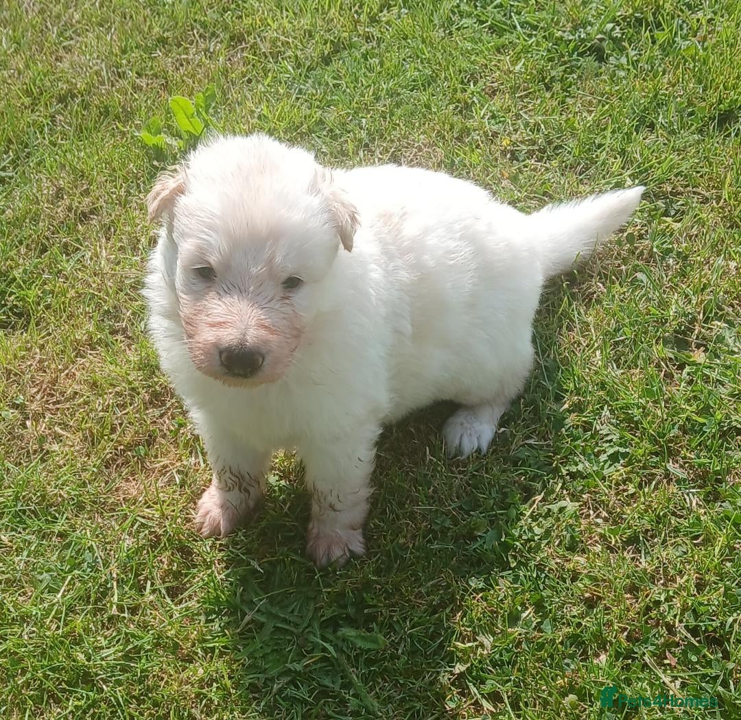 German Shepherd dogs for sale: Ready Now Beautiful Big Long Coated GSD Puppies - Image 14