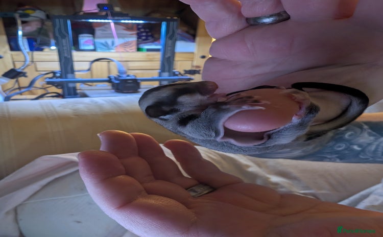 Sugar Glider rodents in Macclesfield - Advert 6