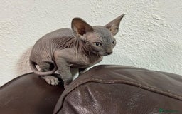 Sphynx cats for sale: Beautiful sphinx babies - Advert 10