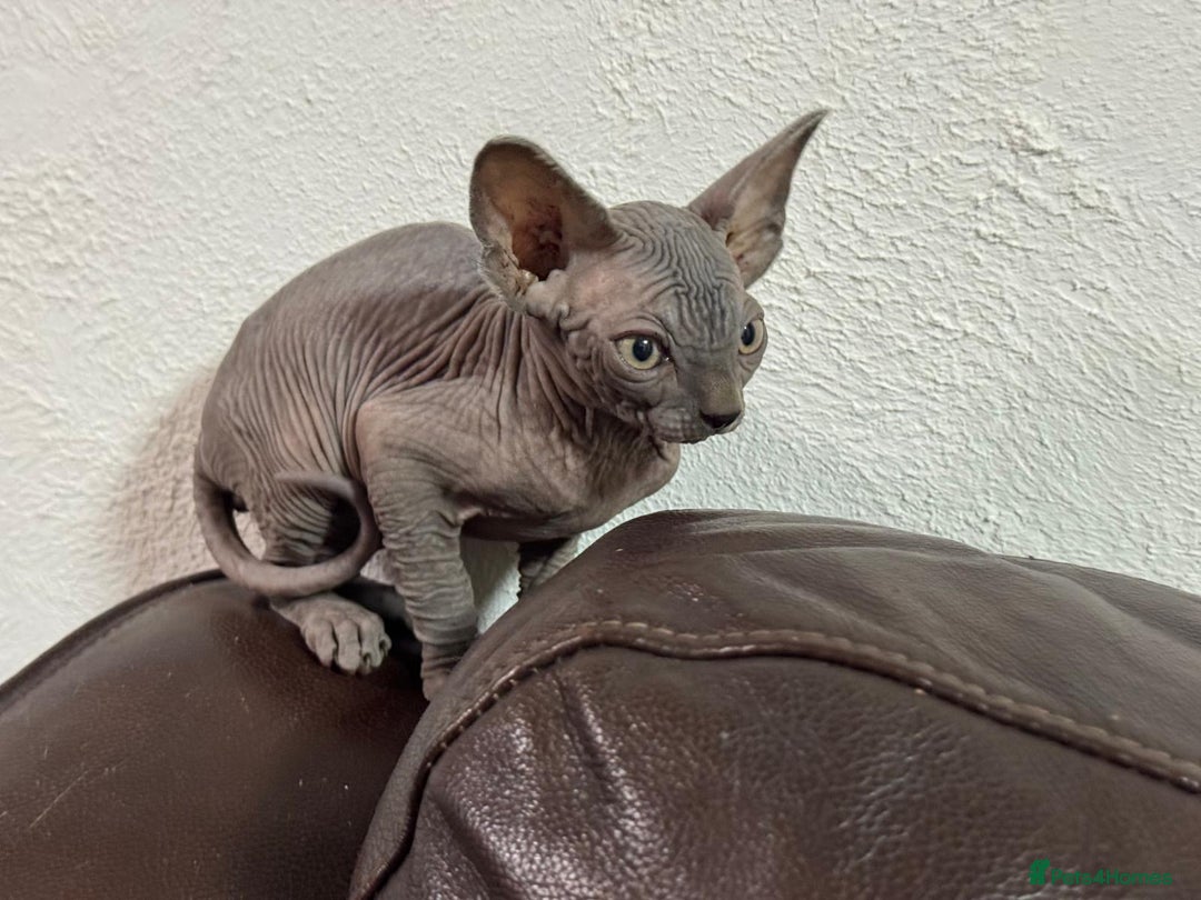 Sphynx cats for sale: Beautiful sphinx babies - Advert 10