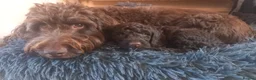 Cockapoo dogs for sale: Last stunning f2b Chocolate cockapoo boy - Advert 13