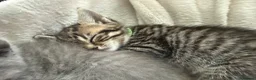 Mixed Breed cats for sale: STUNNING Tabby male and 2 x Black tabby girls.  - Advert 4