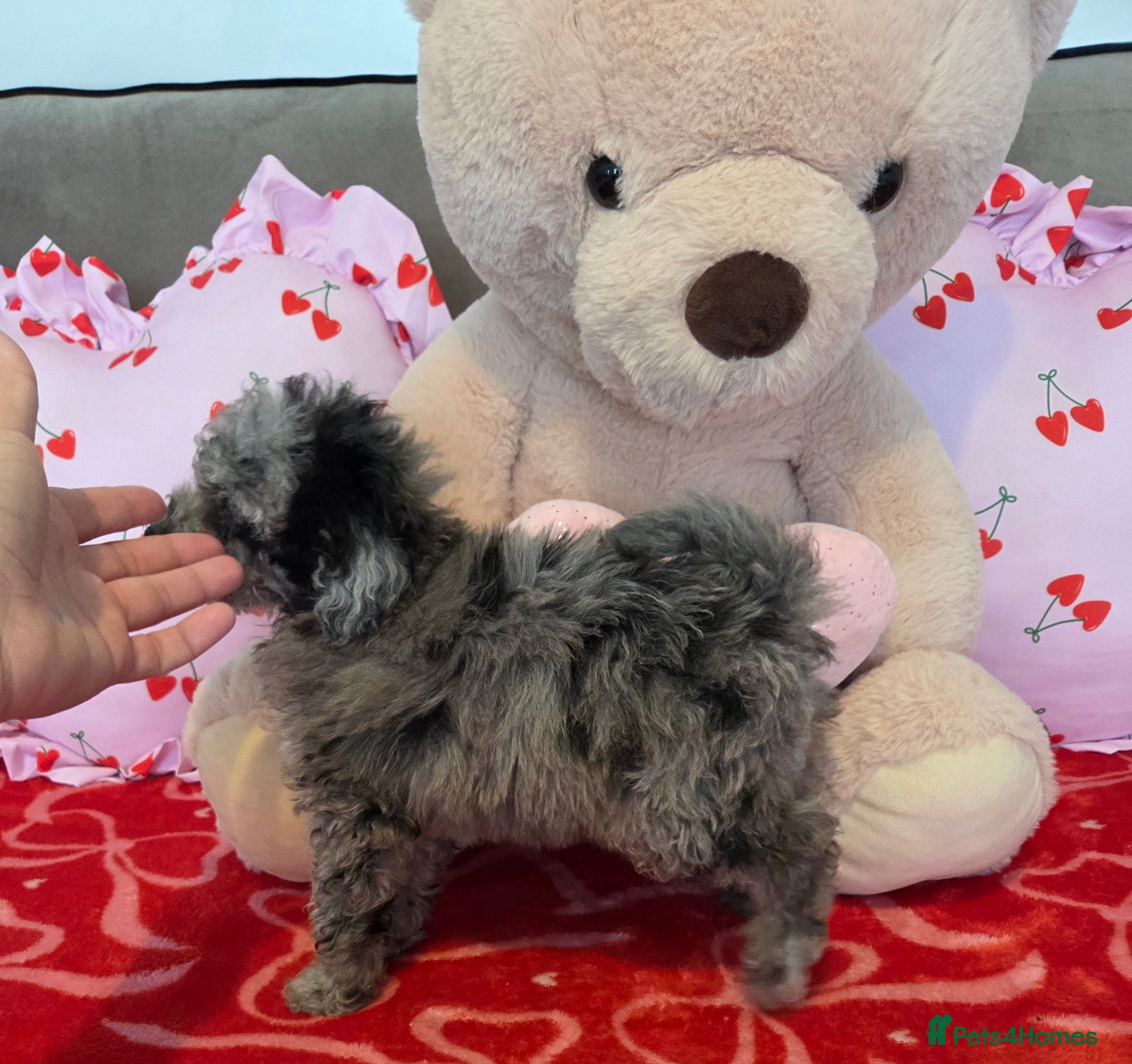 Toy Poodle dogs Gorgeous littler of x ** mall toy poodles  - Advert 1