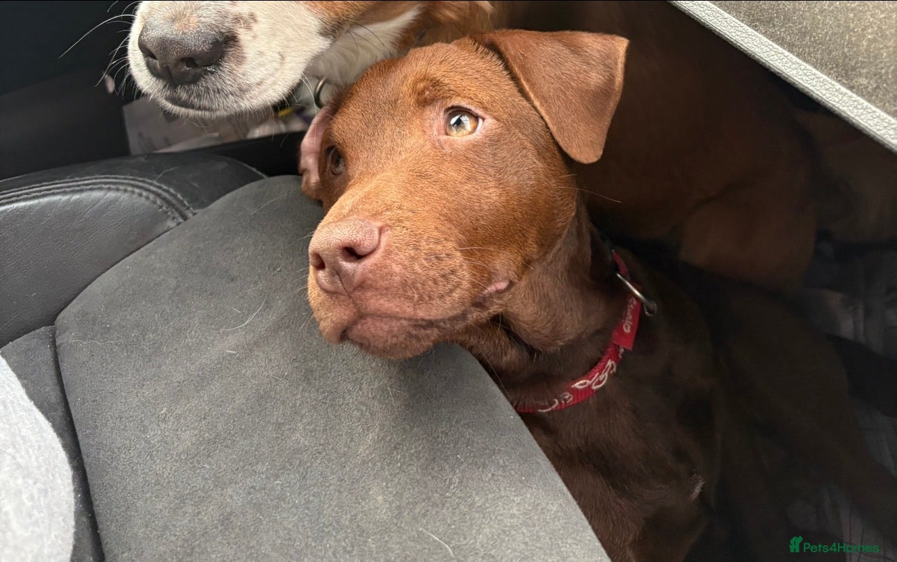 Patterdale Terrier dogs Patterdale fell terrier  - Advert 12