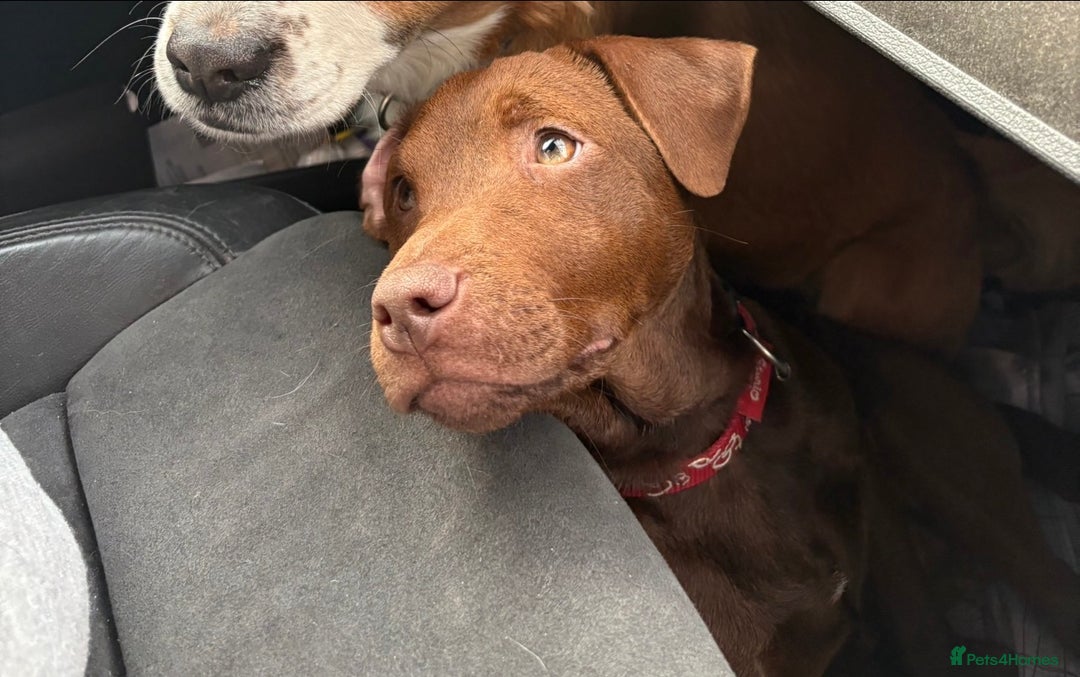 Patterdale Terrier dogs for sale: Patterdale fell terrier  - Advert 1