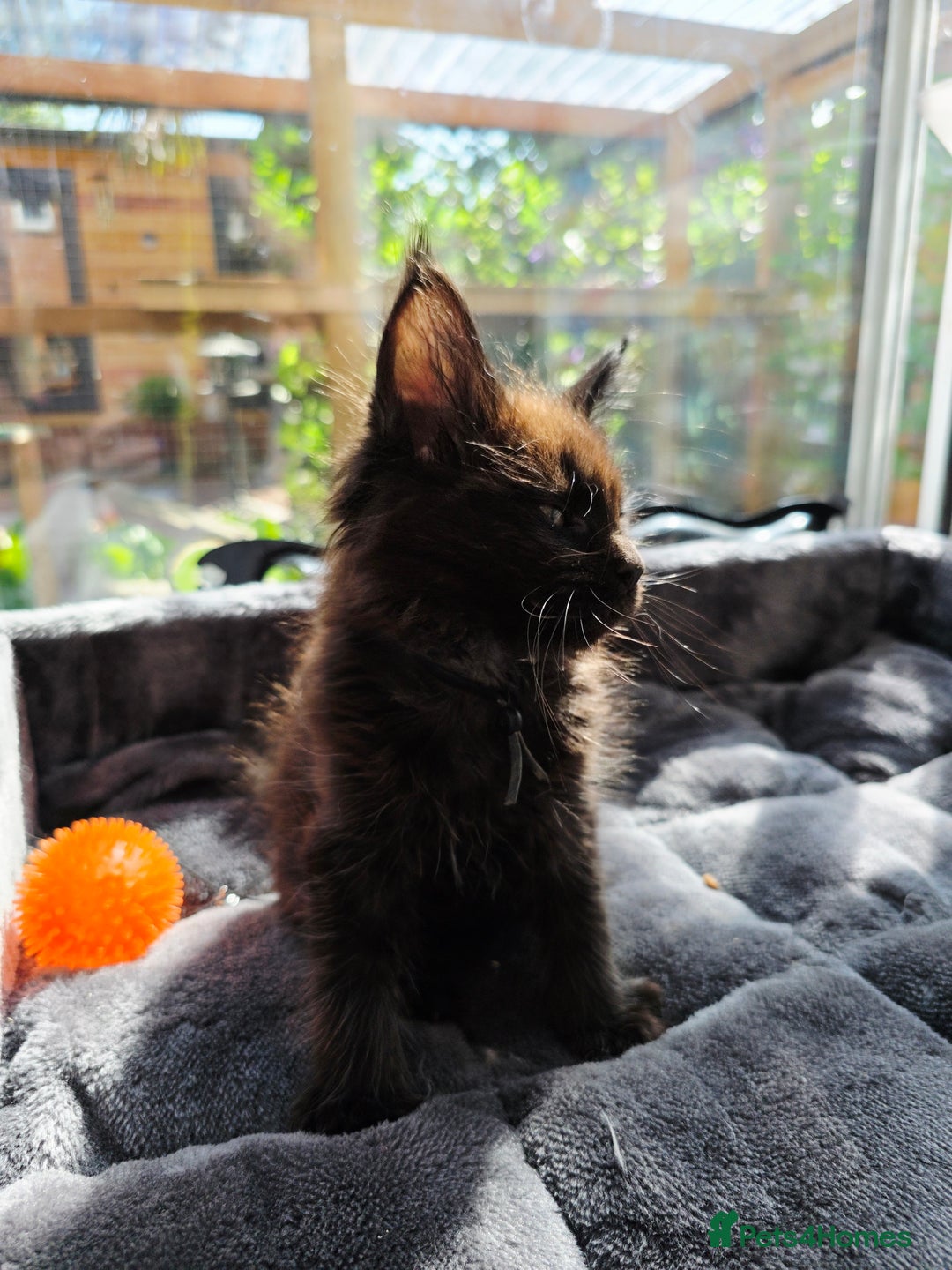 Maine Coon cats for sale: Black smoke pedigree Maine Coon in Kettering - Image 18