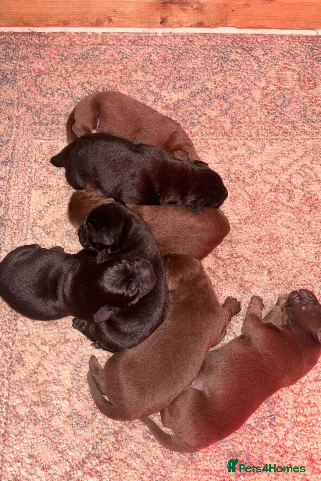 Labrador Retriever dogs for sale: Beautiful Labrador Retriever Puppies KC Registered - Advert 2