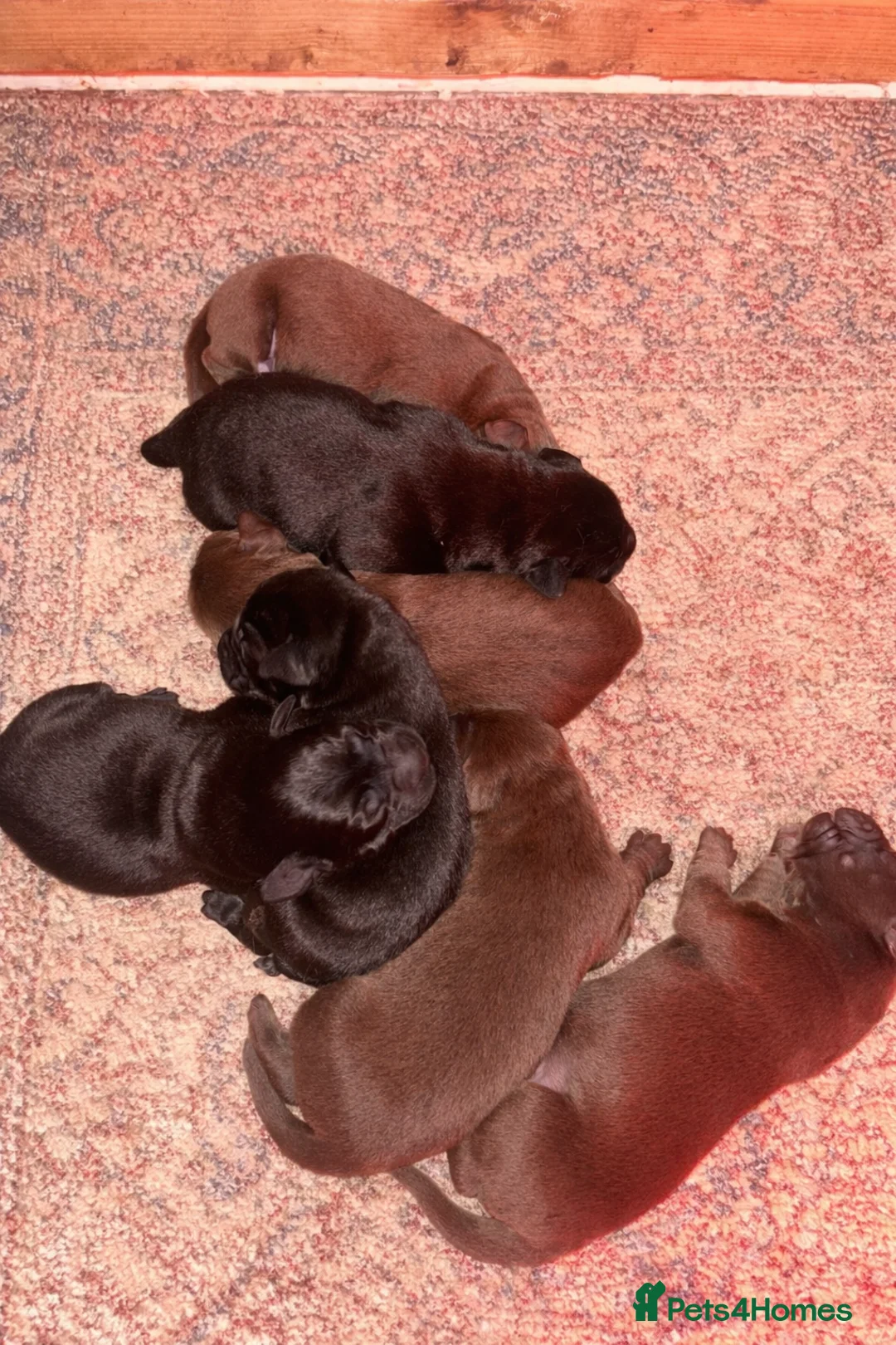 Labrador Retriever dogs for sale: Beautiful Labrador Puppies KC Registered 3 Left - Advert 5
