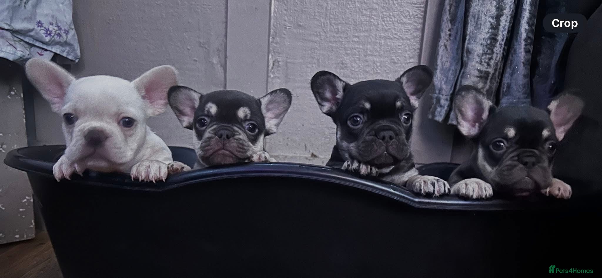 French Bulldog dogs french bull dog puppies  - Advert 4