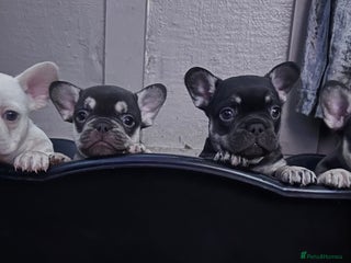 French Bulldog dogs french bull dog puppies - Advert 1