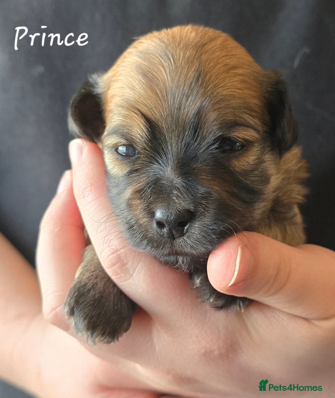 Havanese dogs for sale: Pedigree Havanese pups - Advert 1