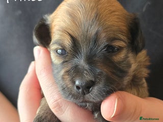 Havanese dogs Pedigree Havanese pups - Advert 4