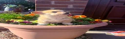 Welsh Corgi Pembroke dogs for sale: Ready to go, 1 left KC Corgi Pups  - Advert 16