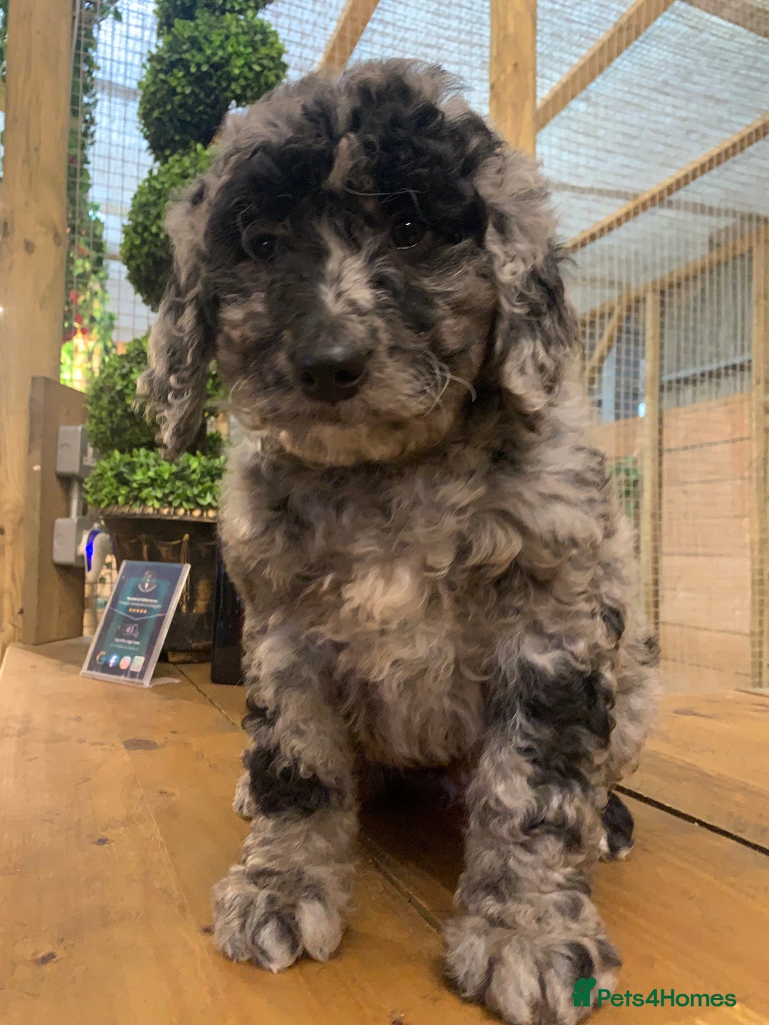 Bernedoodle dogs for sale: F1b Standard Bernedoodle  - Advert 12