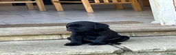 Labrador Retriever dogs for sale: Black Labrador Retriever puppy - Advert 4