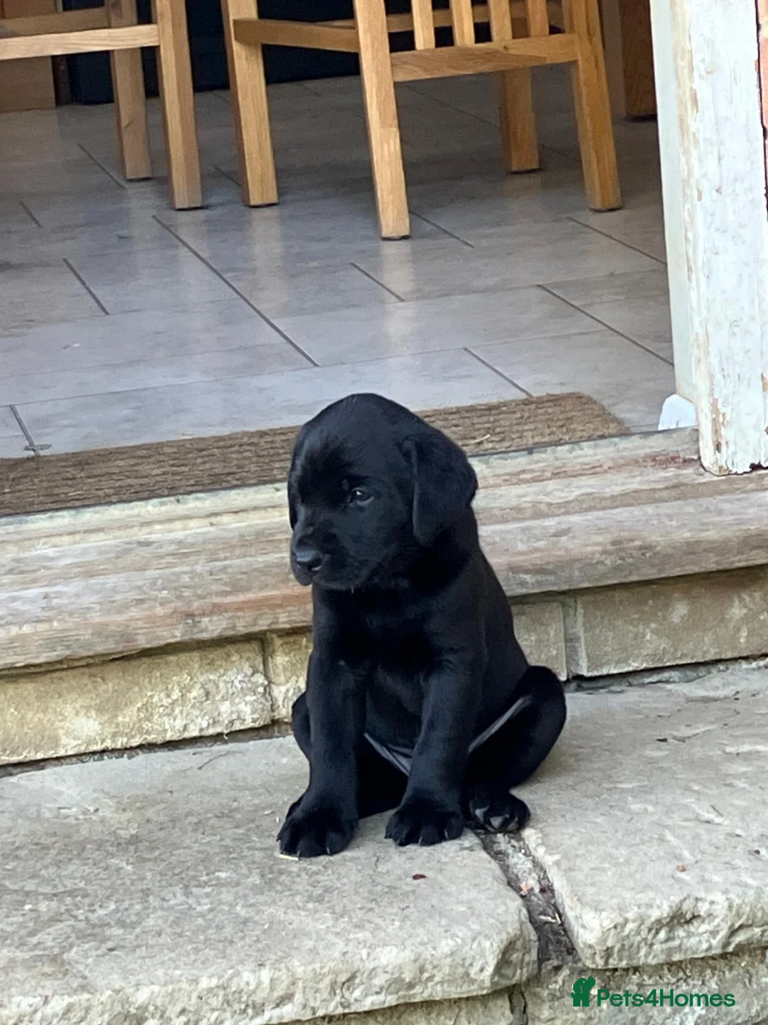 Labrador Retriever dogs for sale: Black Labrador Retriever puppy - Advert 4
