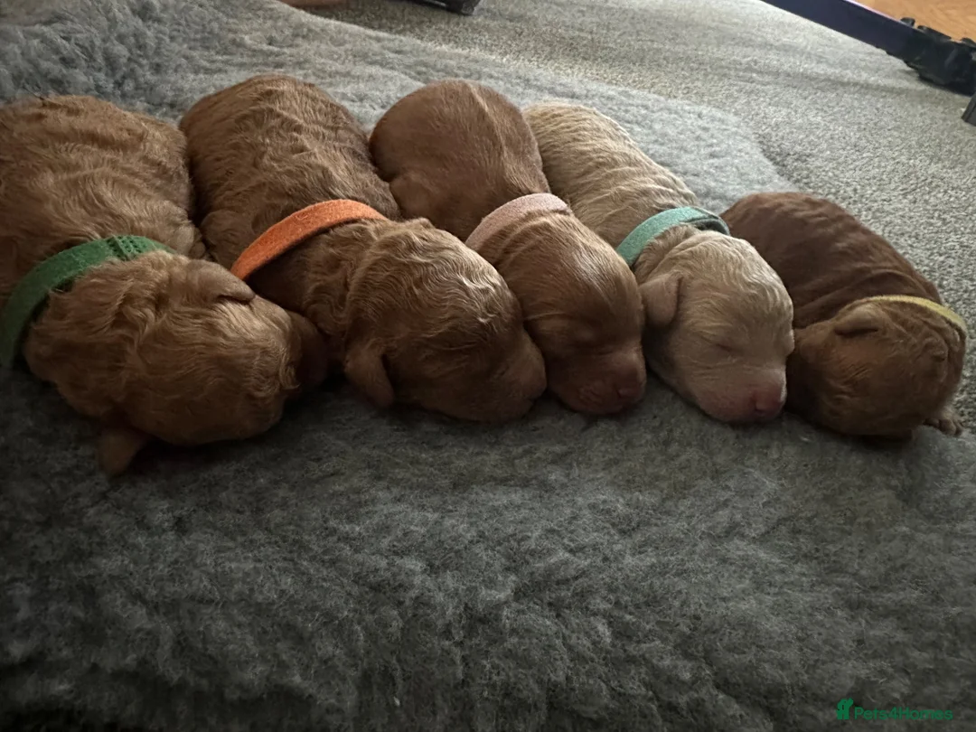 Cockapoo dogs for sale: Adorable f2 cockapoo in Ilkley - Advert 2