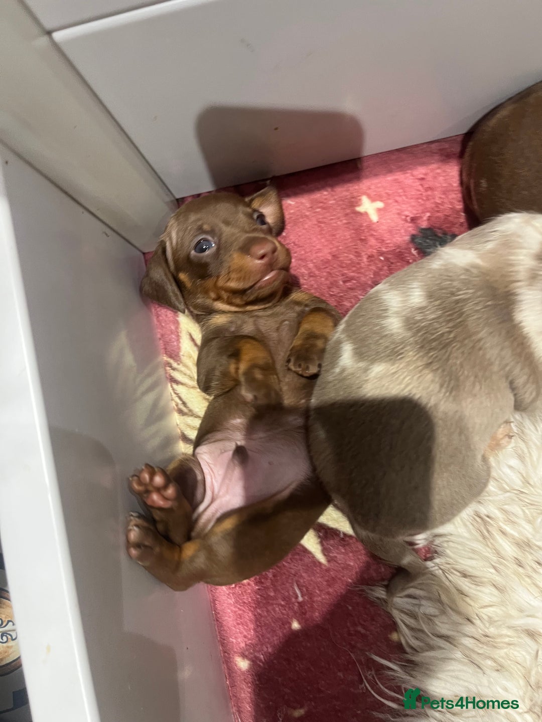 Miniature Dachshund dogs for sale: 3 Extremely clean and healthy KC boys available  - Advert 8