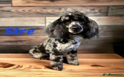 Cockapoo dogs for sale: Gorgeous Cockerpoo Puppies  - Image 18