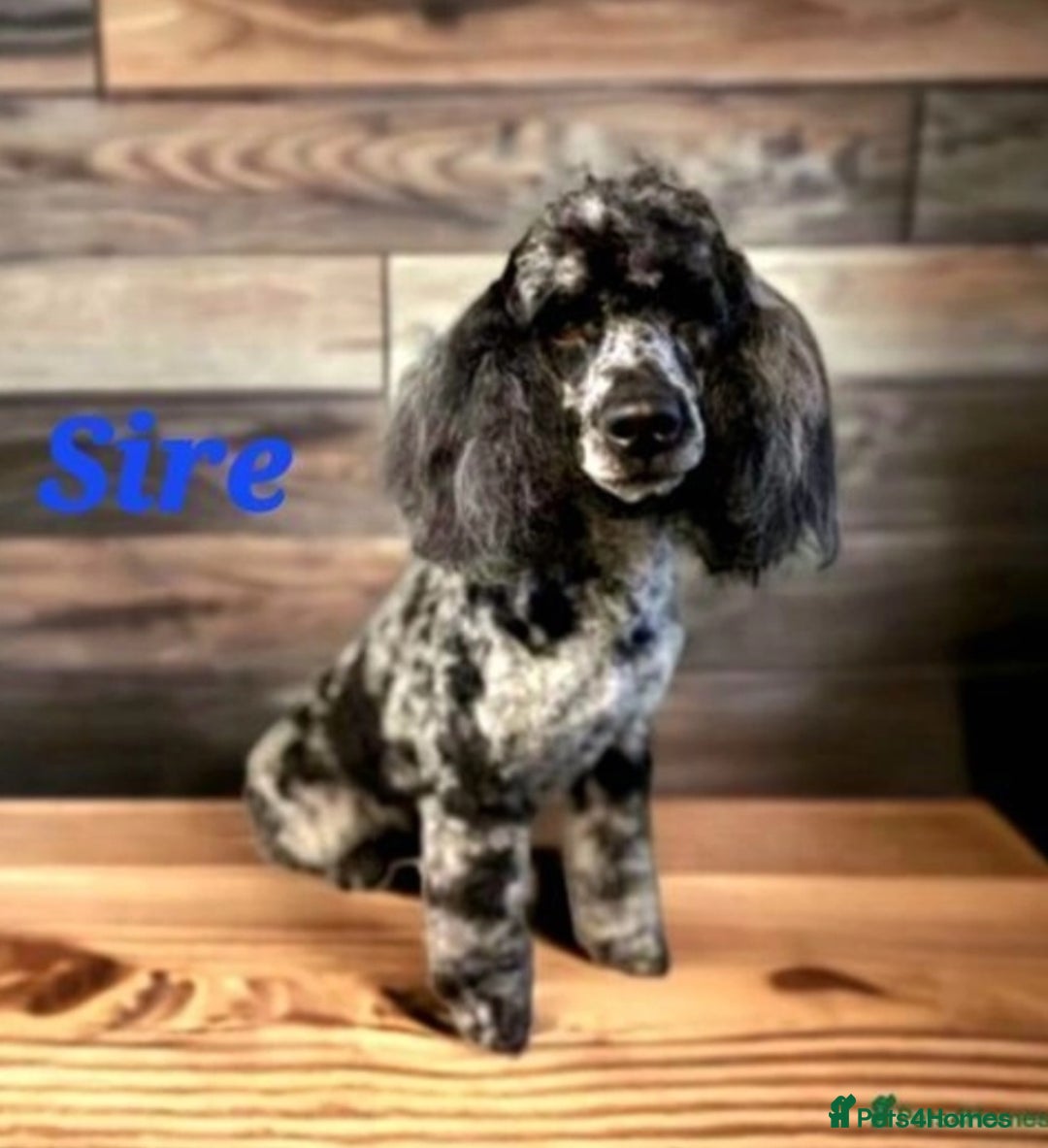 Cockapoo dogs for sale: Gorgeous Cockerpoo Puppies  - Image 18