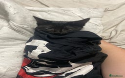 American Shorthair cats for sale: Dahlia- 8 Week Old American Shorthair Kitten - Image 3