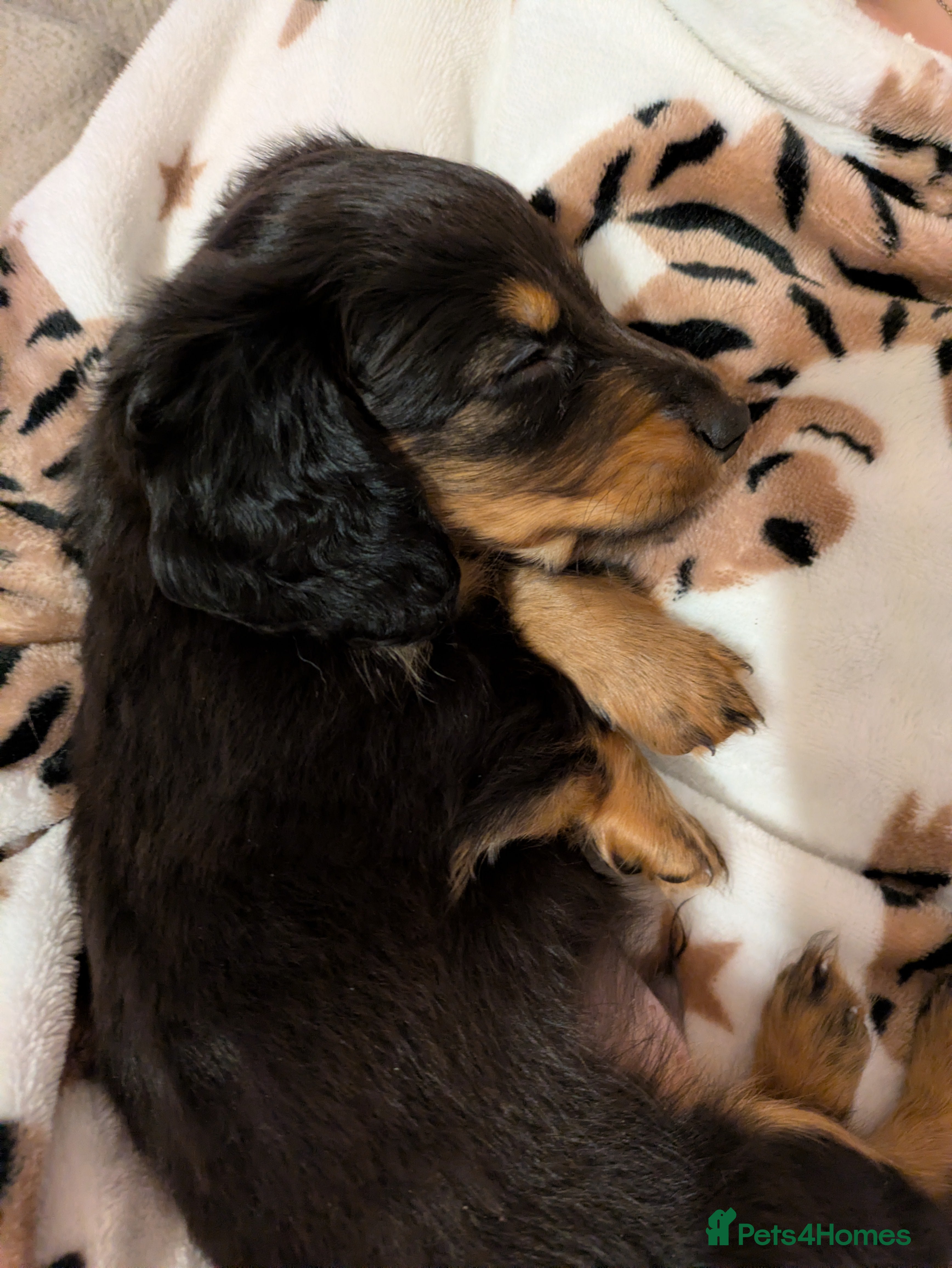 Miniature Dachshund dogs Miniature dashund puppies reserving now  - Advert 15