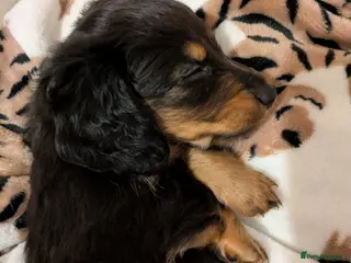 Miniature Dachshund dogs Miniature dashund puppies reserving now - Advert 15