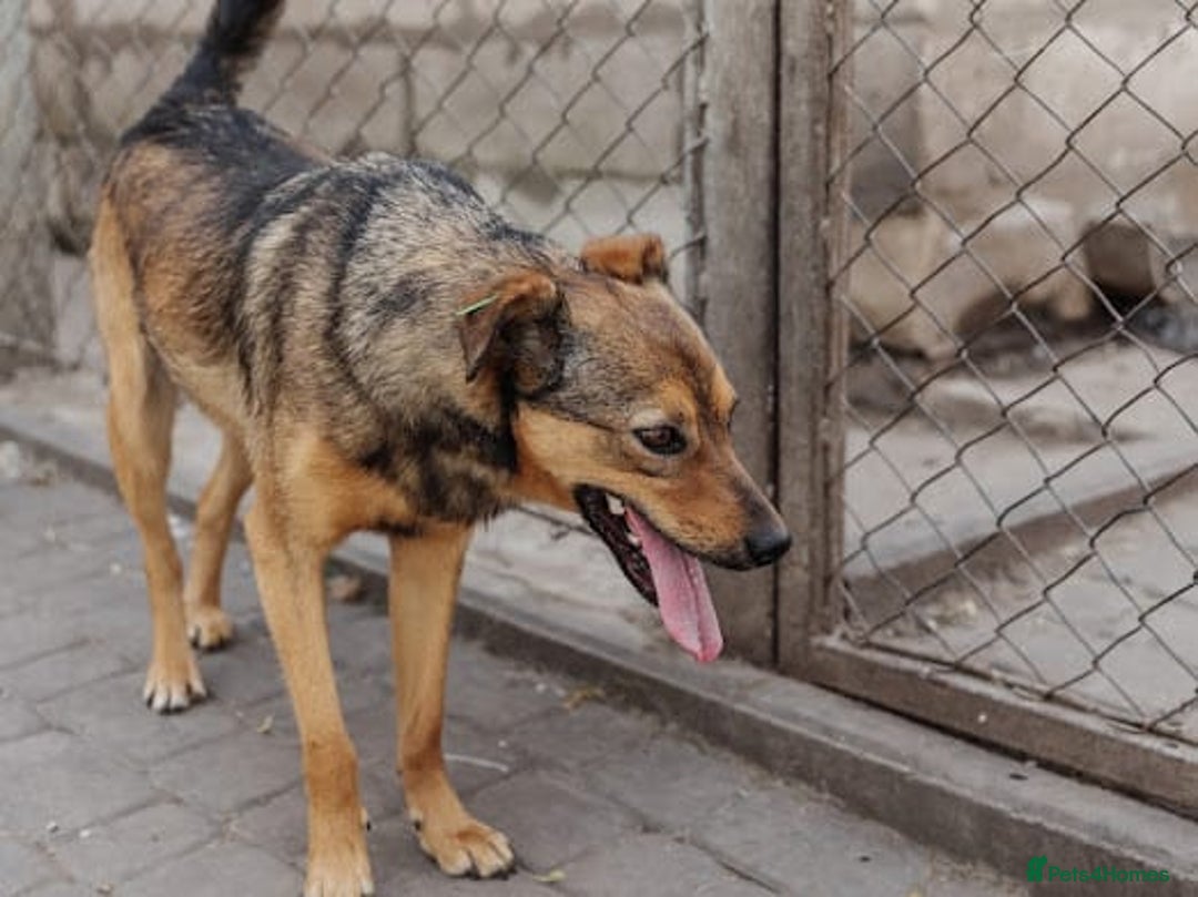 Mixed Breed dogs for adoption: 💖🐶 JESSY 🐶💖 - Advert 4