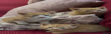 Mixed Breed Kitten 3