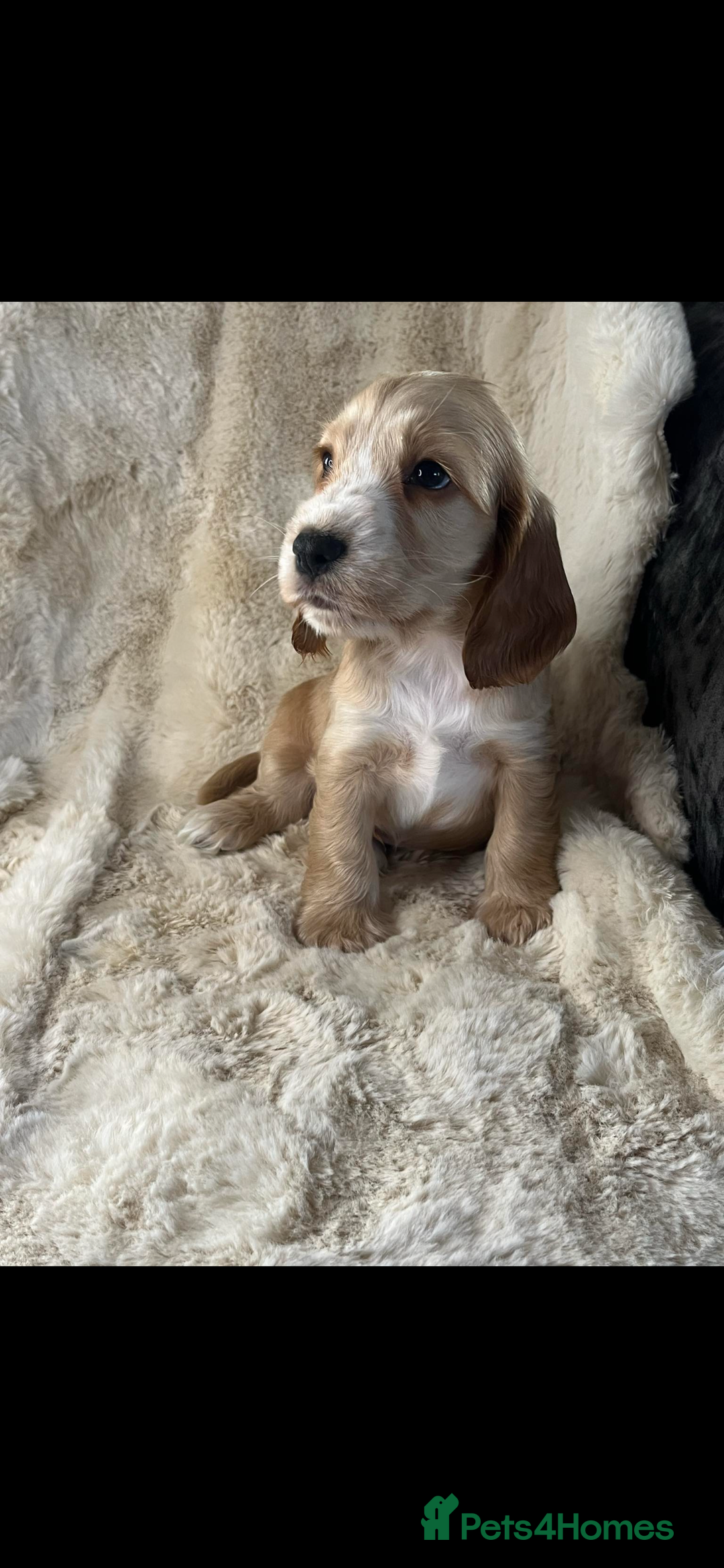 Cocker Spaniel dogs for sale: Health tested cocker spaniel puppies  - Advert 1