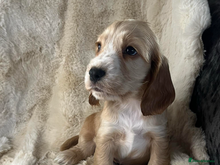 Cocker Spaniel dogs Health tested cocker spaniel puppies - Advert 1