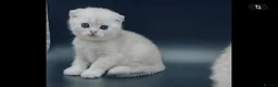 Scottish Fold cats for sale: Fully-vaccinated and TICA-registered Kittens  - Advert 10