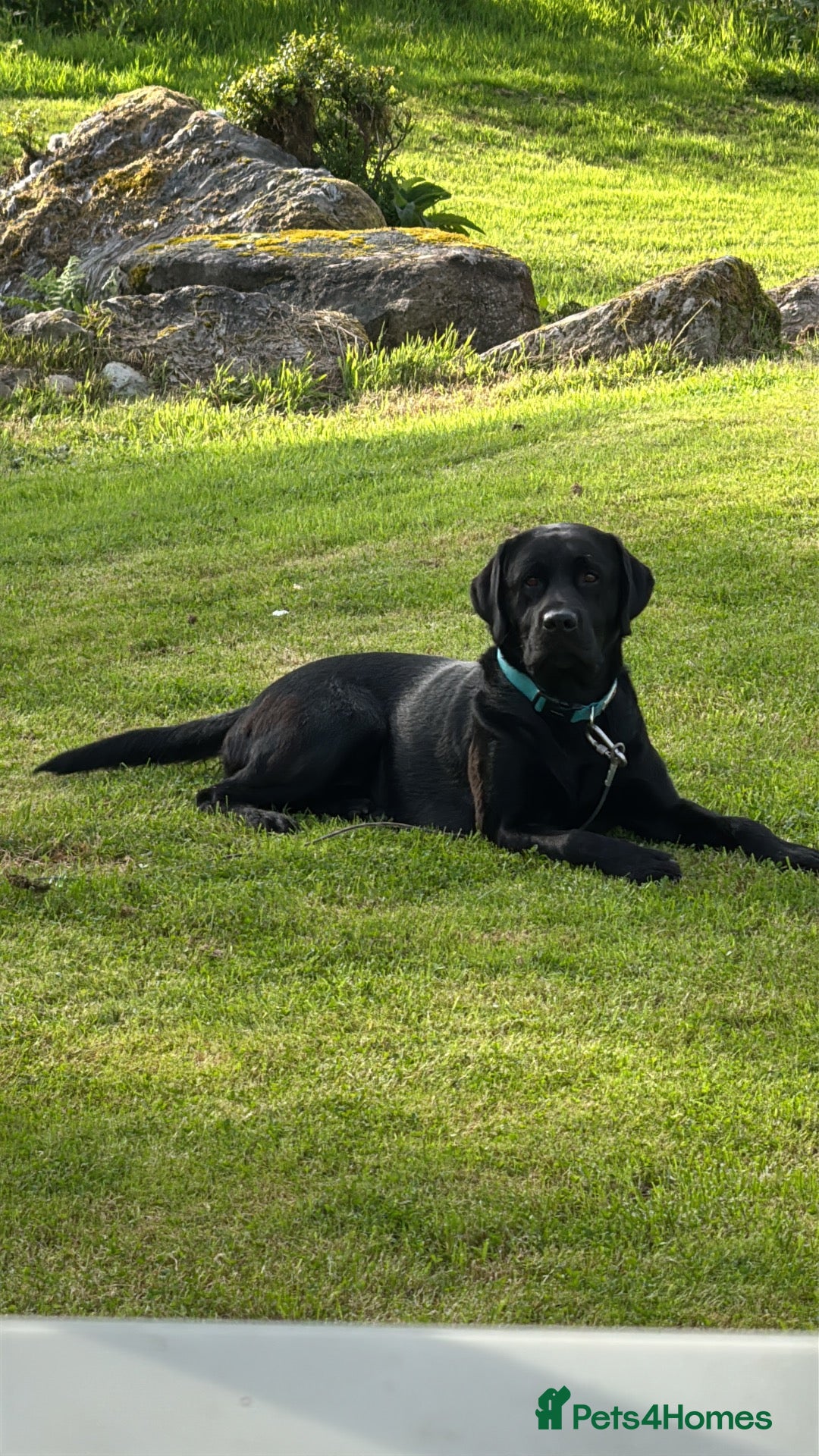 Labrador Retriever dogs Beautiful Labrador Puppies – 20yr Family Line - Advert 11