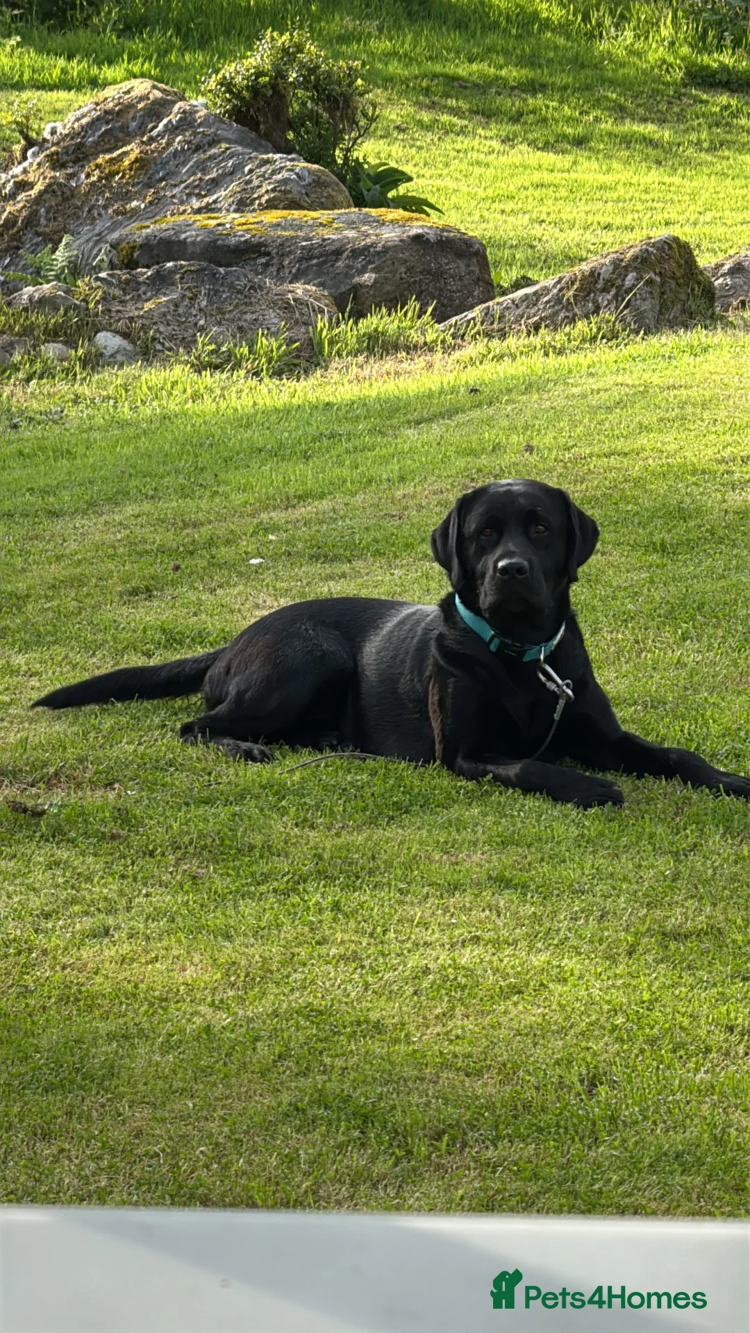 Labrador Retriever dogs for sale: Beautiful Labrador Puppies – 20yr Family Line - Advert 1