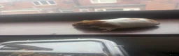 Hamster rodents for sale: Syrian hamster free to a good home  - Advert 22