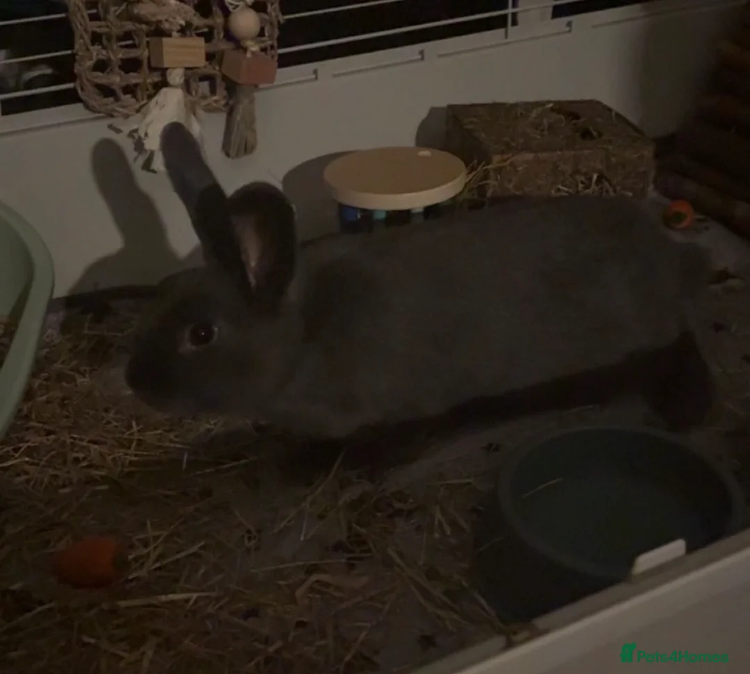 Mixed Breed rabbits for sale: 5month old bunny  - Advert 3