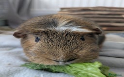 Guinea Pig rodents for sale: Loved guinea pigs need forever home 🩷 - Image 4