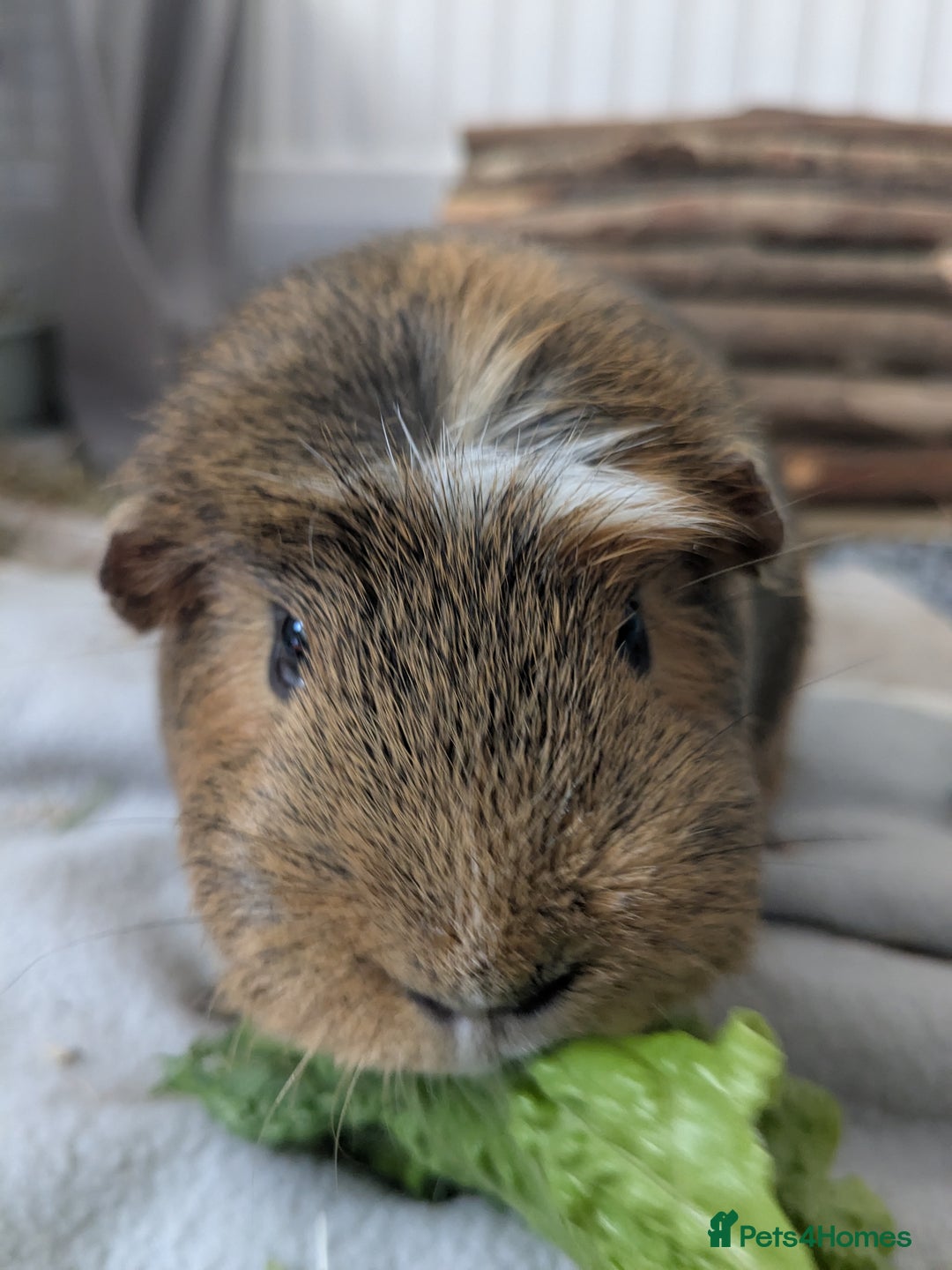 Guinea Pig rodents for sale: Loved guinea pigs need forever home 🩷 - Image 4